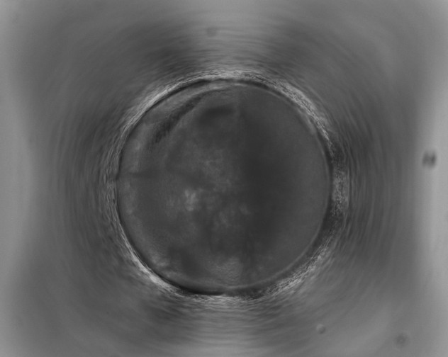 X0000098130577200804171524