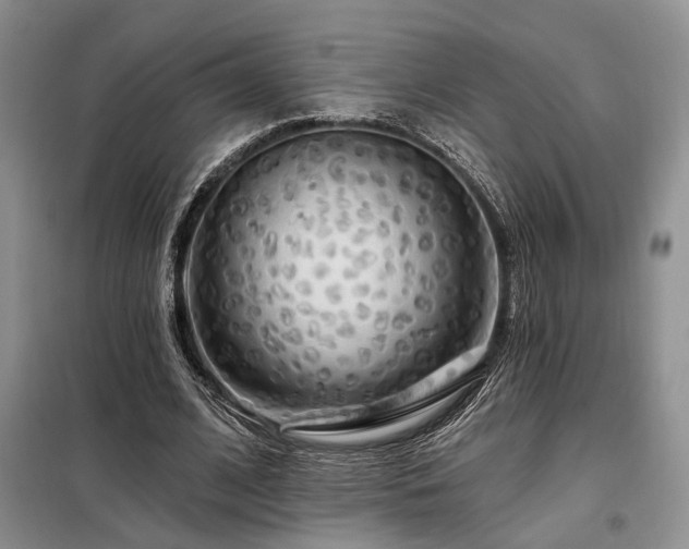 X0000098130584200804171524