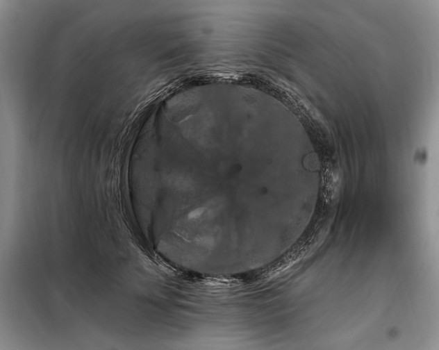 X0000098130707200804171521
