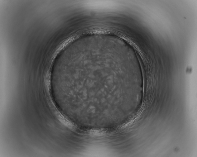 X0000098130725200804171520