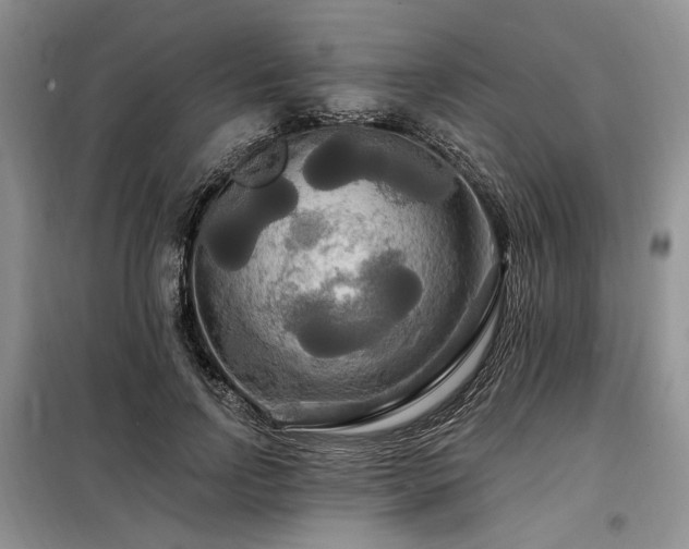 X0000098130742200804171521