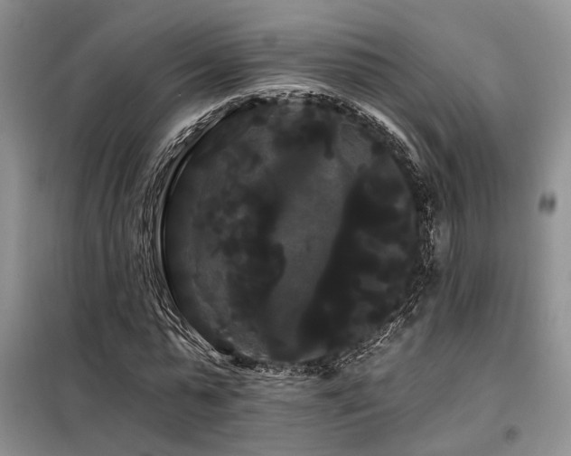 X0000098130775200804171520