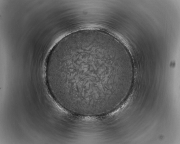X0000098130835200804171519