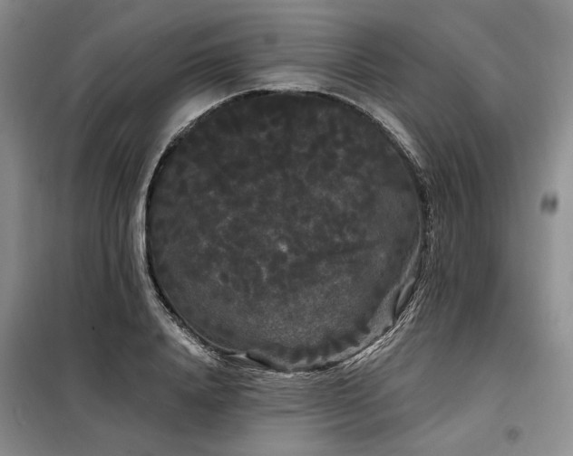 X0000098130840200804171519