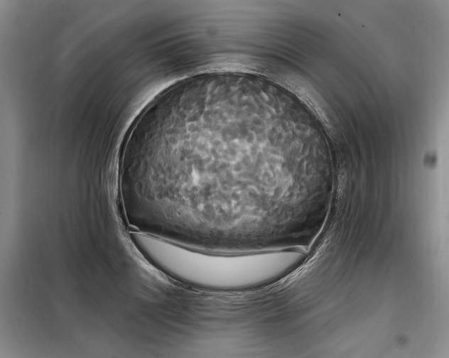 X0000098130844200804171519