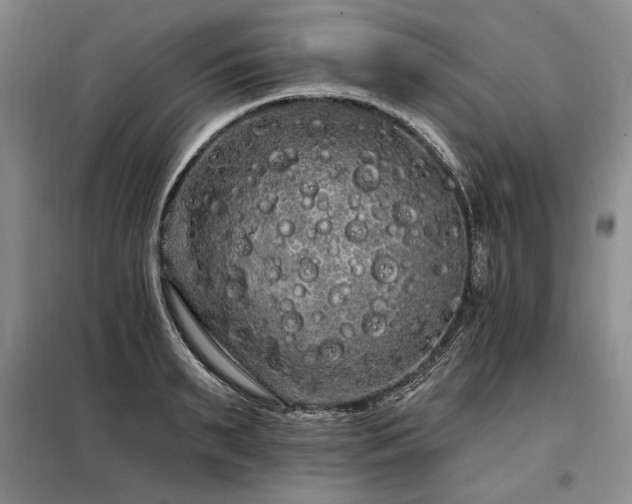 X0000098130895200804171518