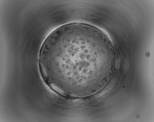 X0000098130903200804171518