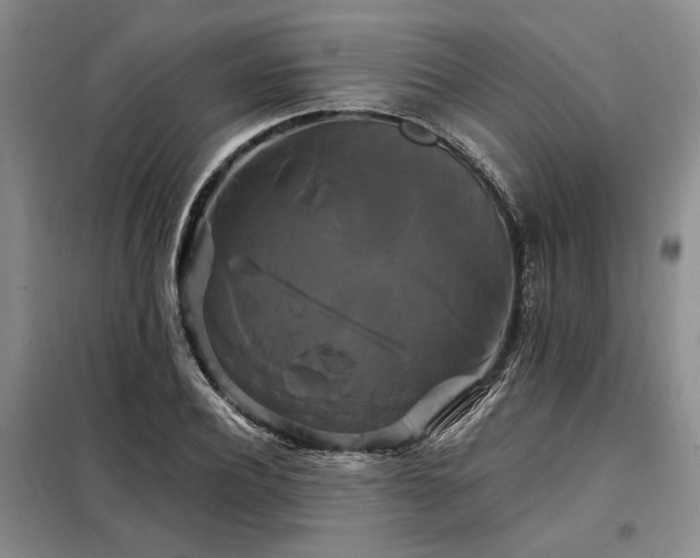 X0000098130932200804171517