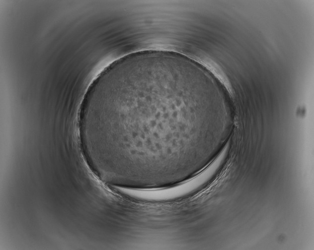 X0000098130972200804171517