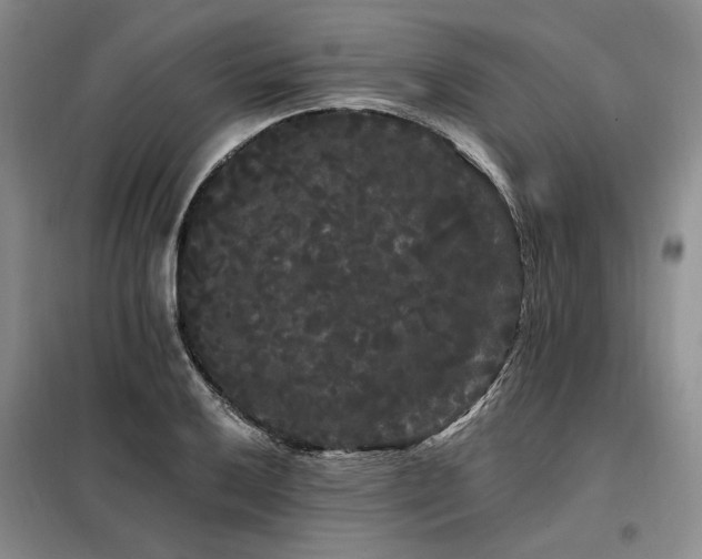 X0000098131032200804171516