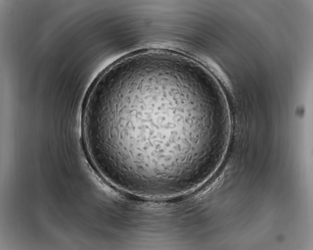 X0000098131036200804171516