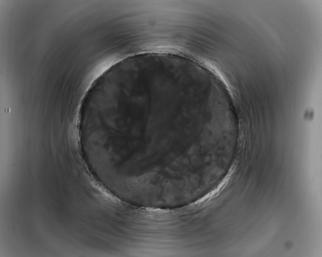 X0000098131071200804171515