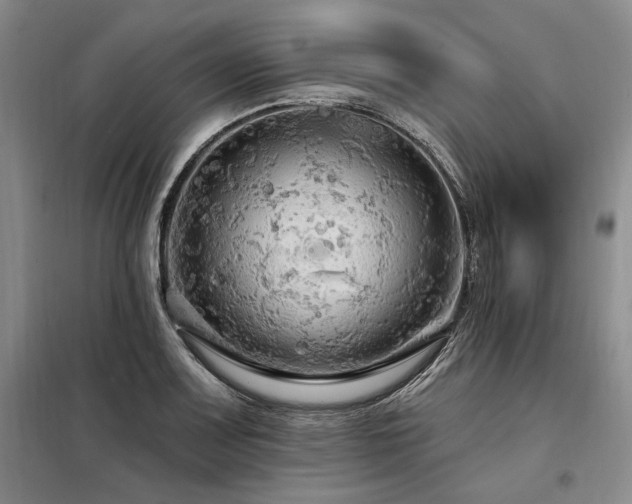 X0000098131083200804171515