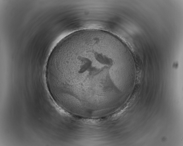 X0000098131086200804171515