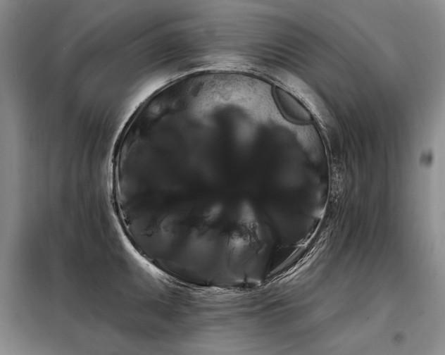 X0000098131095200804171515