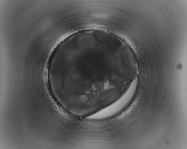 X0000098131125200804171514