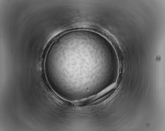 X0000098131166200804171514