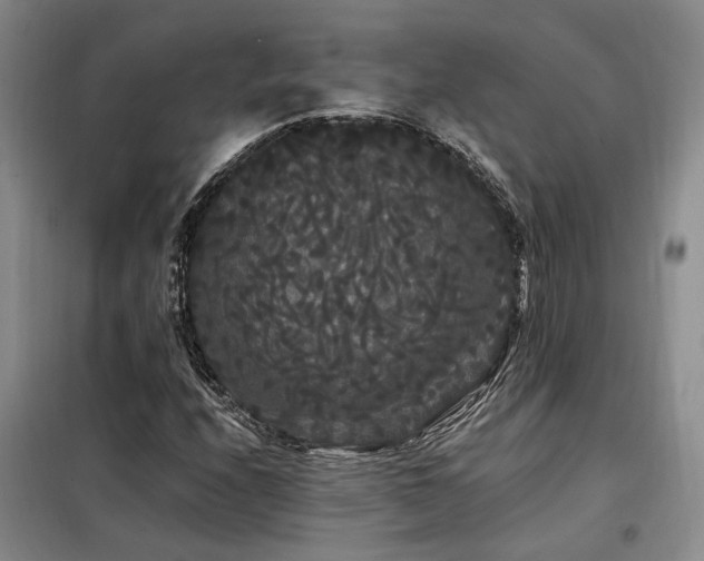 X0000098131208200804171513