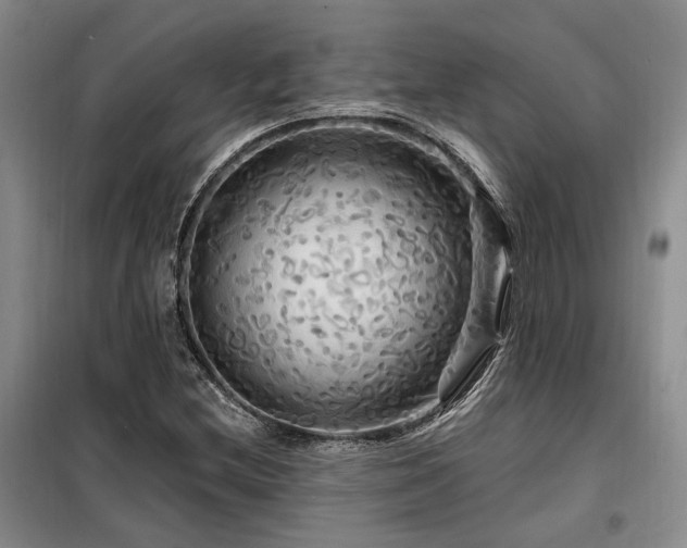 X0000098131212200804171513