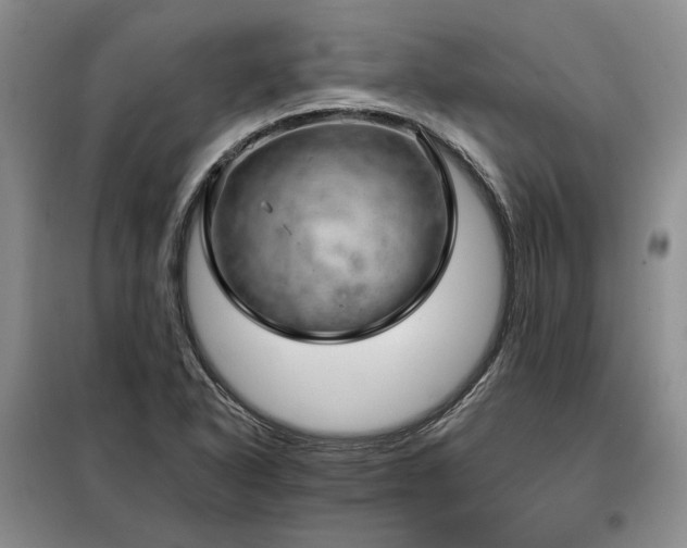 X0000098131318200804171511
