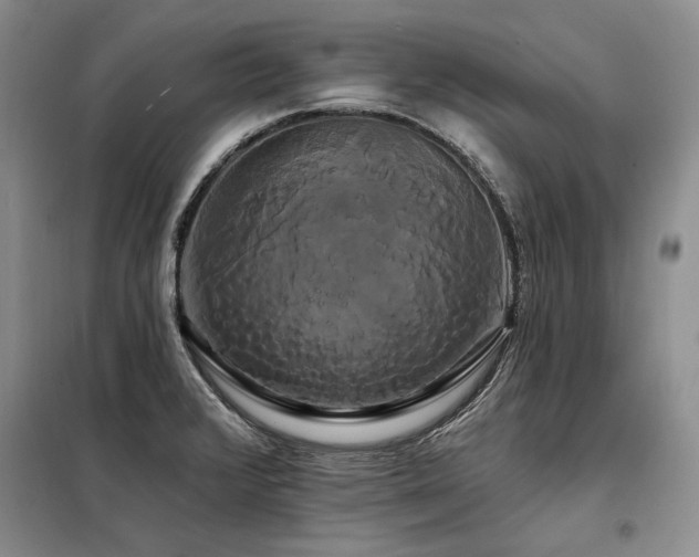 X0000098131376200804171510