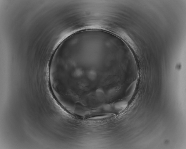 X0000098131428200804171510