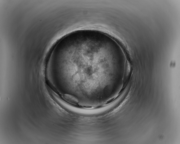 X0000098131506200804171508