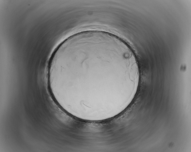 X0000098131514200804171508