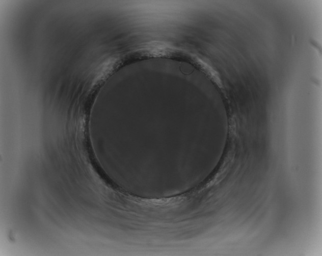 X0000098130018200804241701
