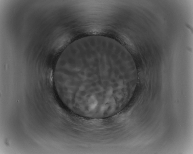 X0000098130024200804241701
