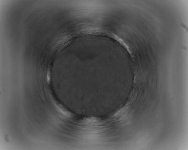 X0000098130069200804241700