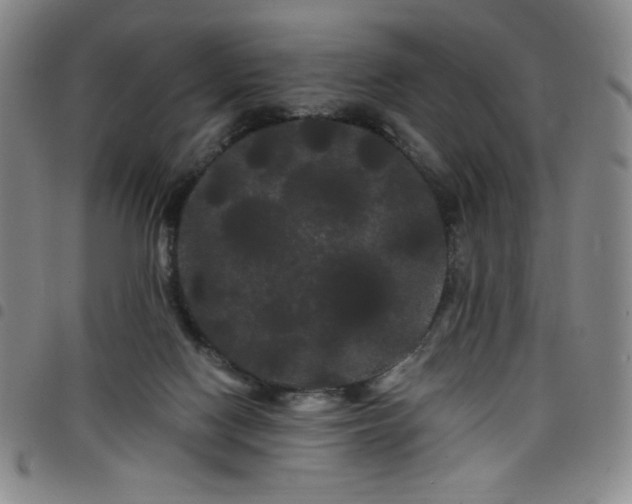 X0000098130074200804241700