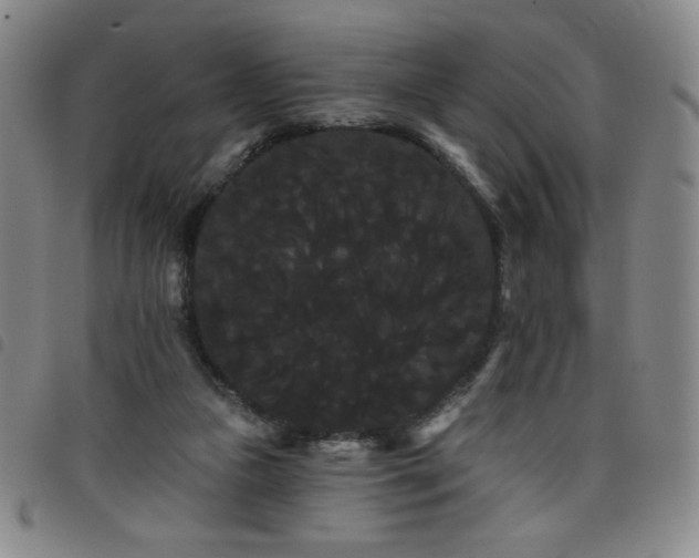X0000098130161200804241658