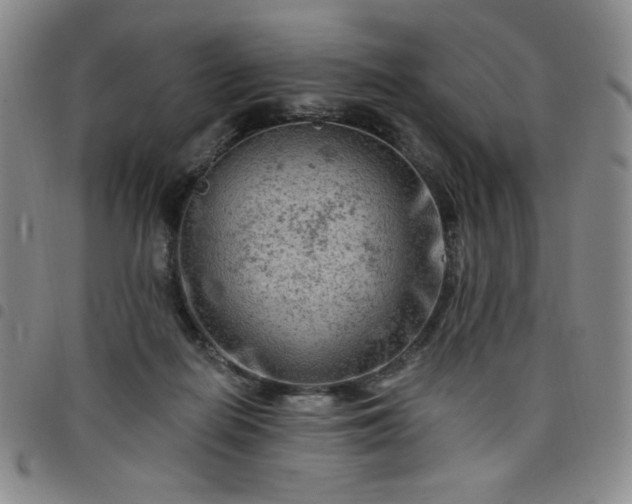 X0000098130266200804241657