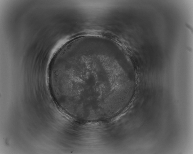 X0000098130294200804241656