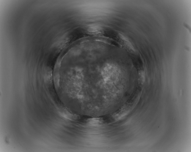 X0000098130320200804241656