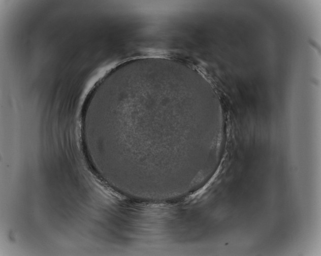 X0000098130342200804241655
