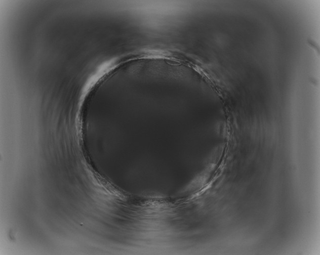 X0000098130343200804241655