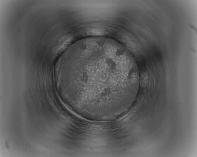 X0000098130358200804241655