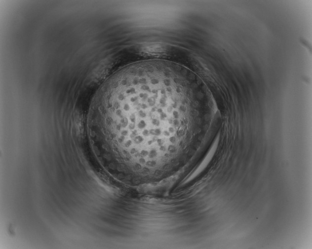 X0000098130408200804241655