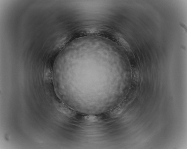 X0000098130419200804241654