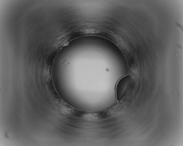 X0000098130422200804241654