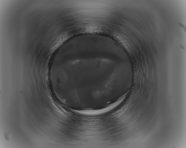 X0000098130443200804241654