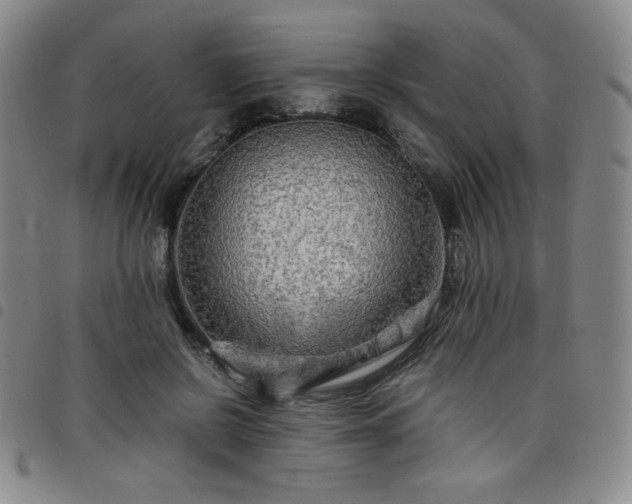 X0000098130550200804241652