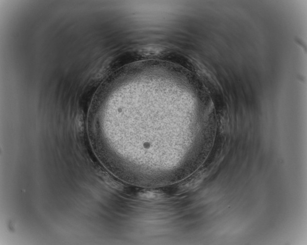 X0000098130561200804241652