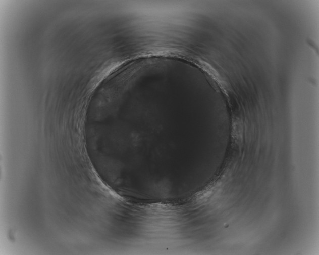 X0000098130577200804241652