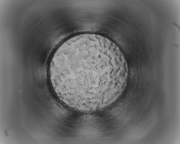 X0000098130632200804241651