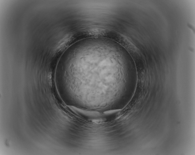 X0000098130696200804241650