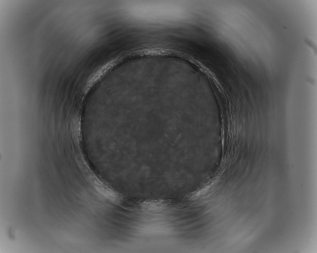 X0000098130725200804241649