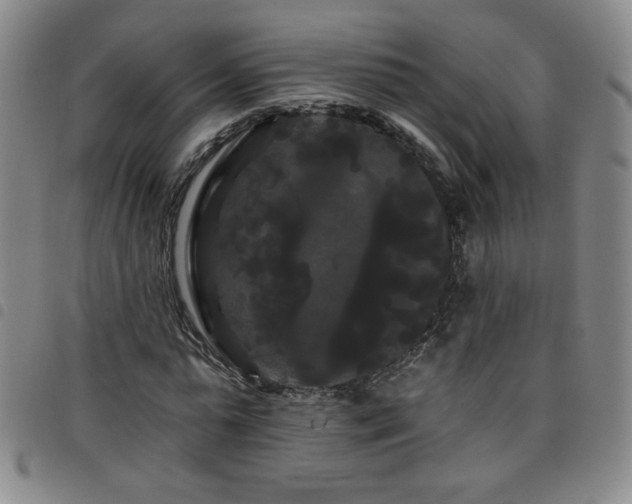 X0000098130775200804241649